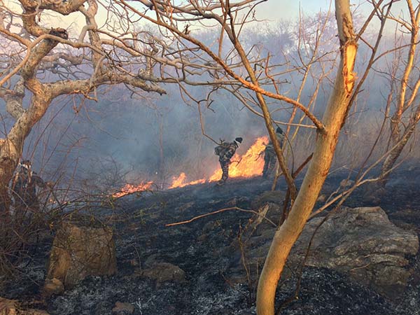 Udaipur forest fire-3