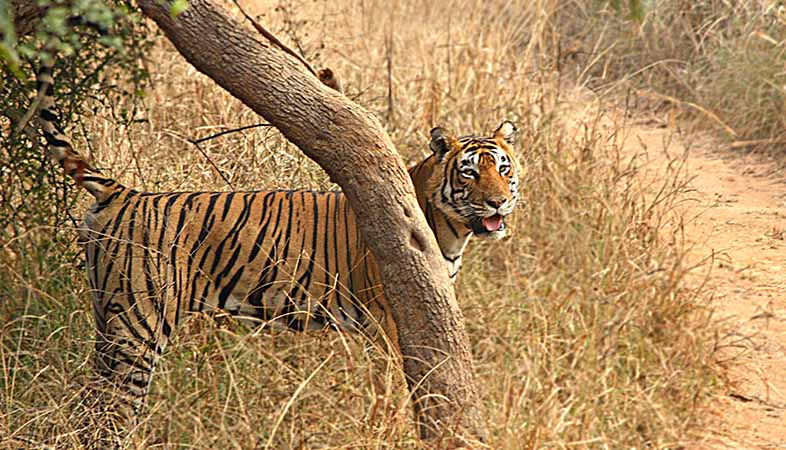 hotel constructed illegally in tiger reserves in rajasthan