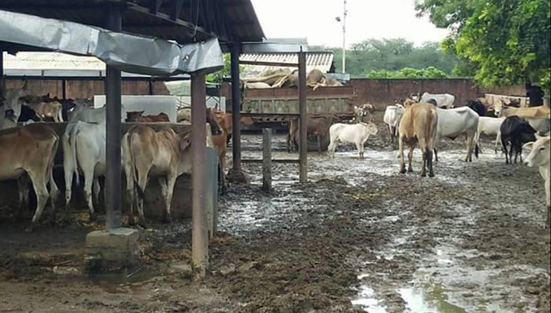 cow protection surchage in Rajathan