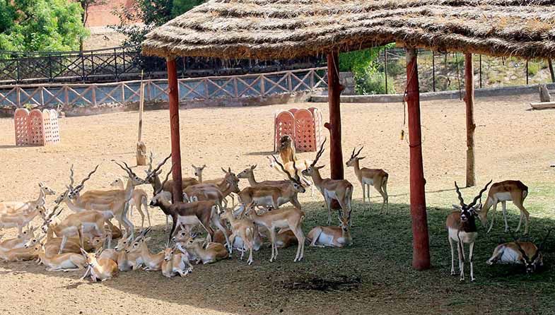 Jaipur Zoo ticket rates slashed by up to 50%, most animals shifted to  Nahargah