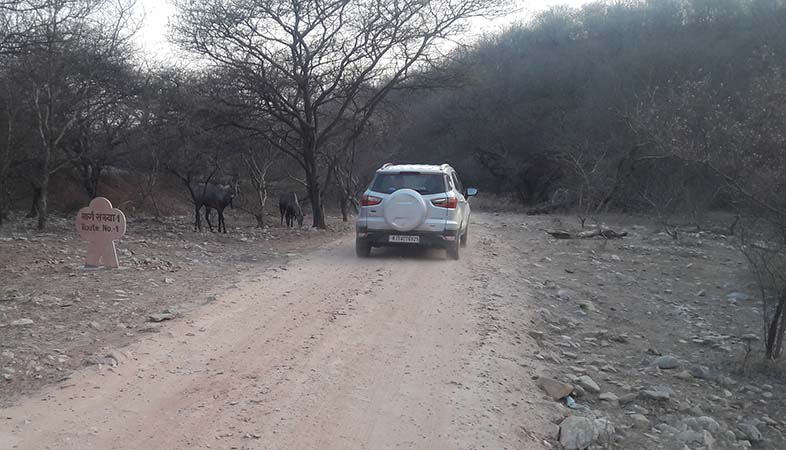 Jhalana forest in Jaipur