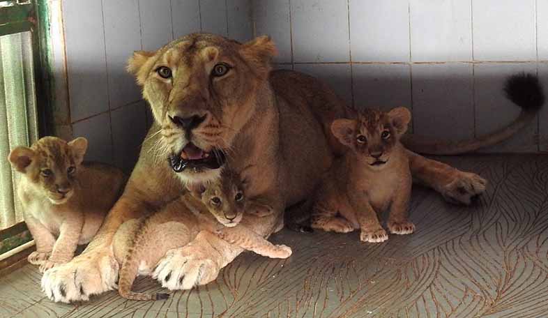 cubs of lioness tejika
