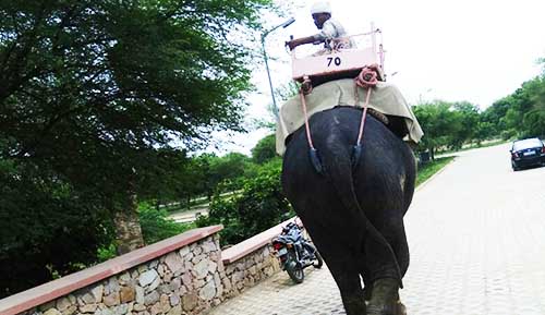 elephant village hathi ganv jaipur