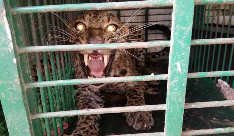 panther rescued Jaipur