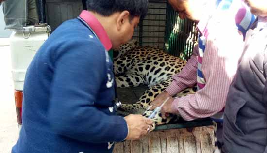panther rescued jaipur