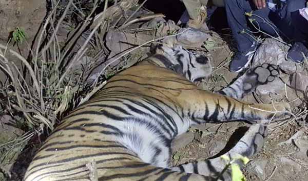 sariska tiger st 11 death