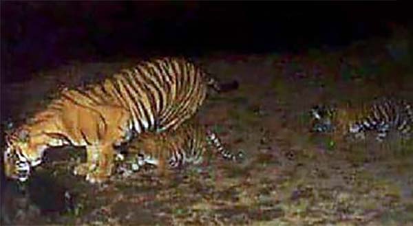 st-14 sariska tiger reserve two cubs