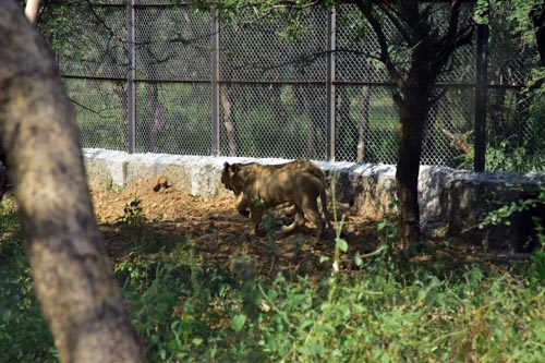 Lions at nahargarh lion safari