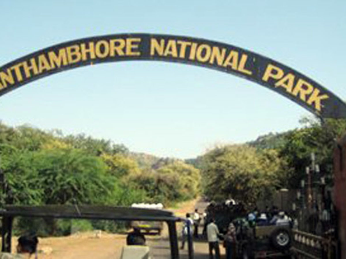 How to book Ranthambore wildlife safari online THE RIGHT WAY!