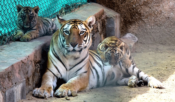 Tigress Rambha and her cubs Nahargarh bio park
