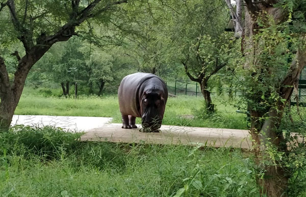 hippo nahargarh biological park