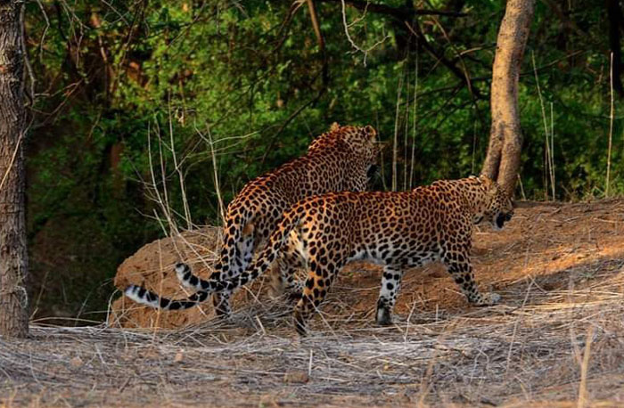 leopard in Jhalana