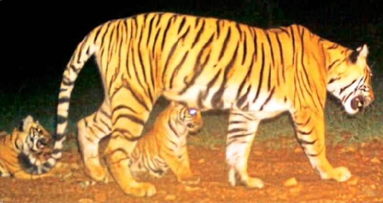 tigress spotted with cubs ranthambore