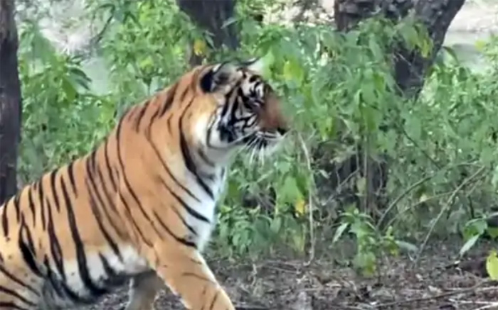 akshay kumar tiger sighting