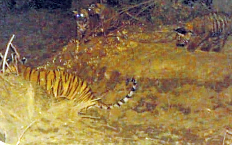 tigress t 99 cubs