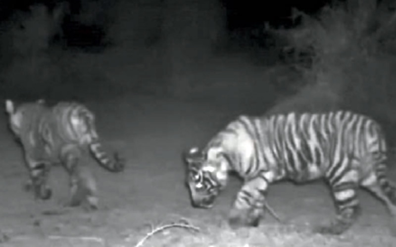 tigress two cubs sariska