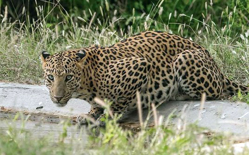 jhalana leopard safari park