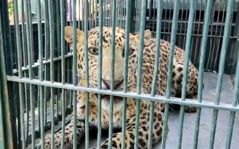 leopard attack jaipur