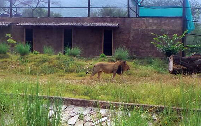 nahargarh biological park lion