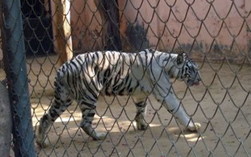 tiger cheenu at nahargarh