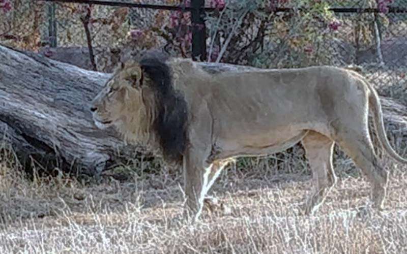 nahargarh lion