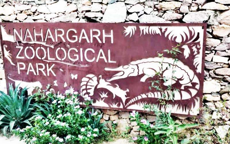 nahargarh zoological park