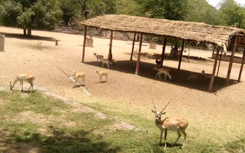 Deer at Nahargarh Biological Park 