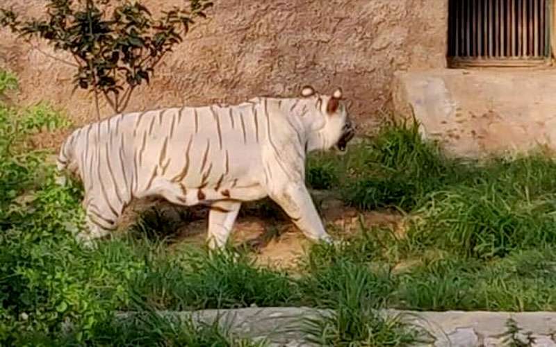 Nahargarh biological park jaipur white tiger