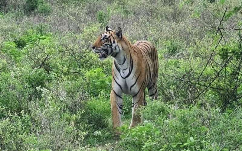 tiger safari ranthambore file photo