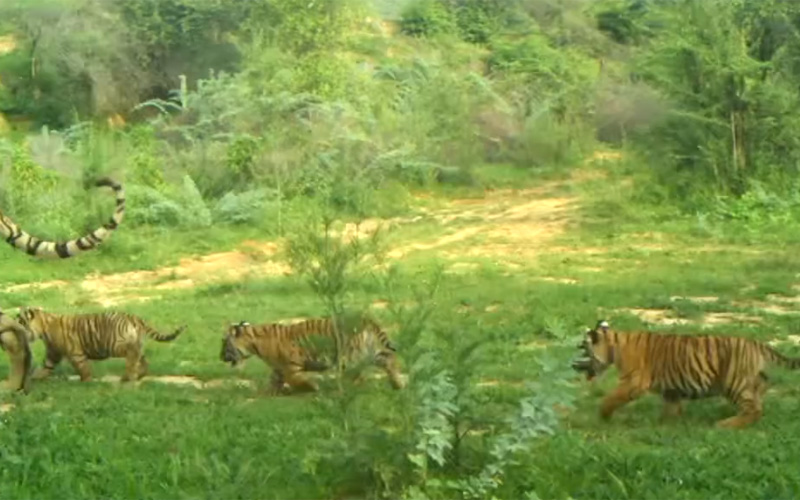 tiger cubs ramgarh reserve